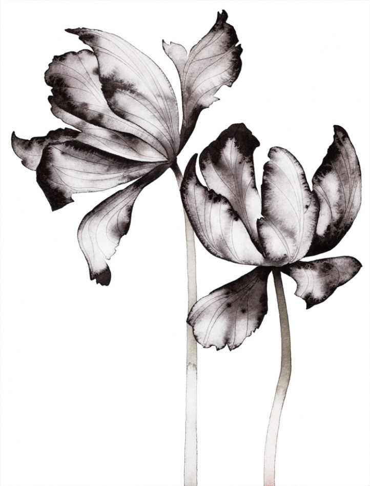 Tulip (Grafiskt blad) in the group Gallery / Themes / at NOA Gallery (100042_1210)