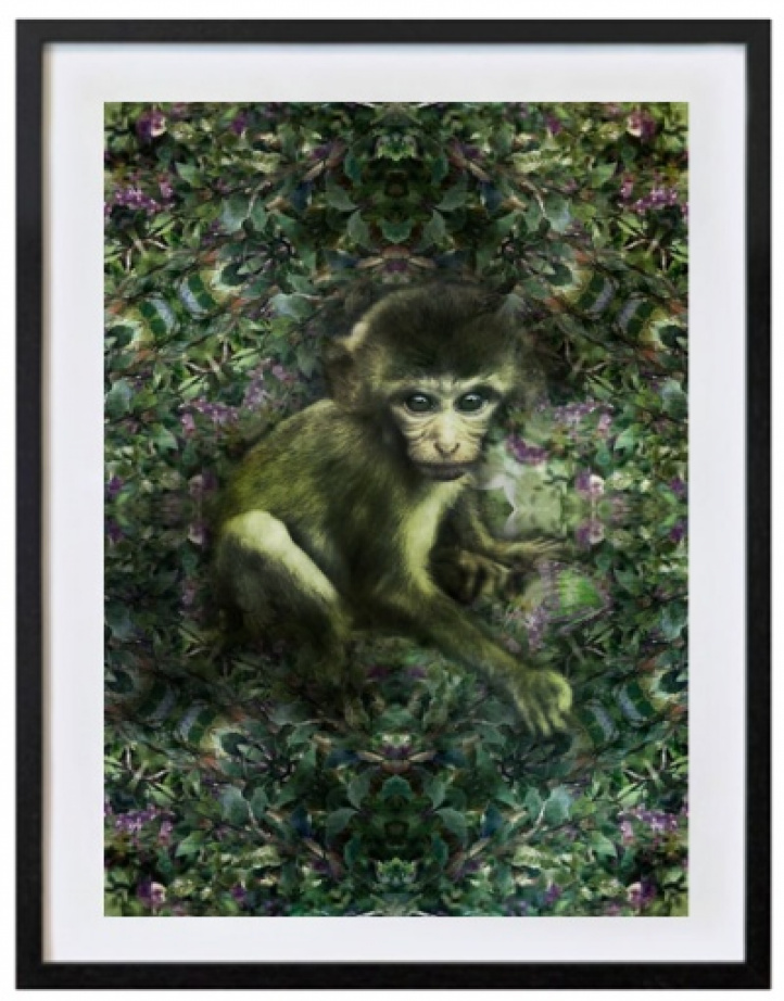 Little monkey in the green in the group Gallery / Photography / Photo art at NOA Gallery (100069_7710)