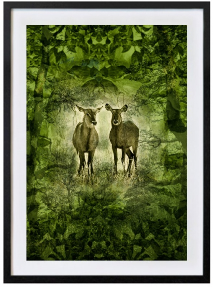 Deer in the green in the group Gallery / Photography / Photo art at NOA Gallery (100069_7711)
