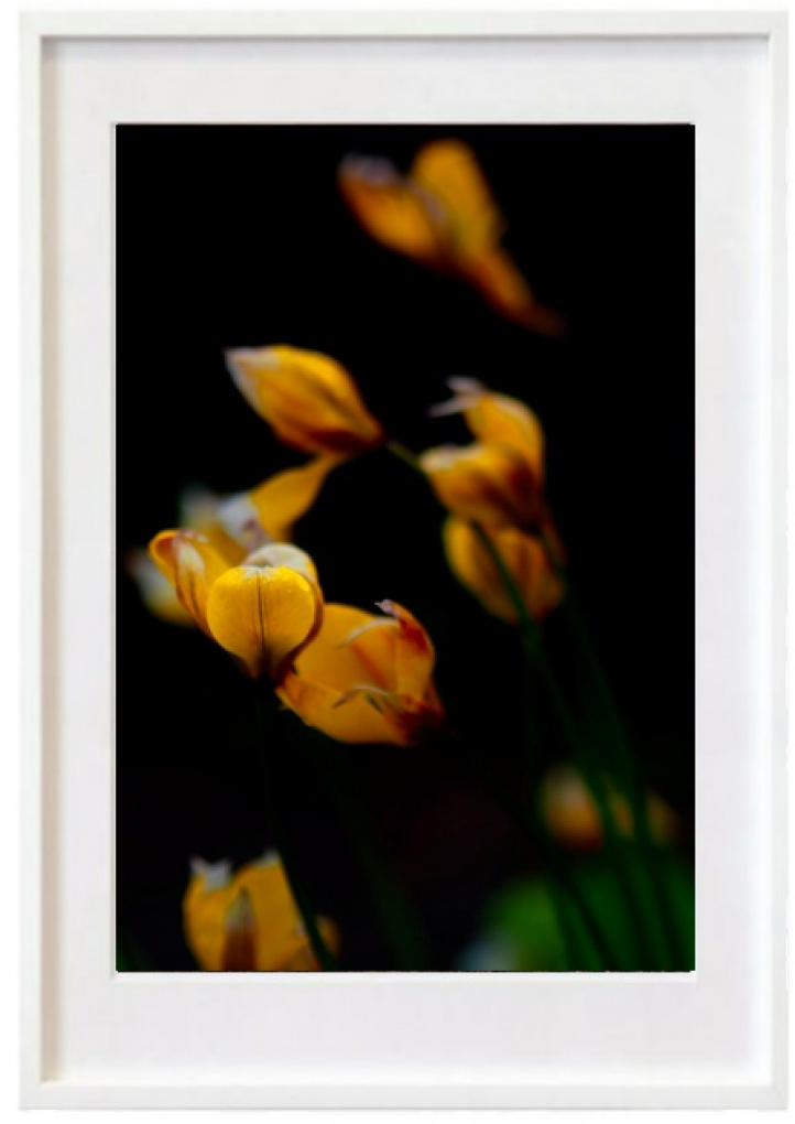 Tulpaner Tulipa sylvestris in the group Gallery / Photography / Photo art at NOA Gallery (100074_3861)