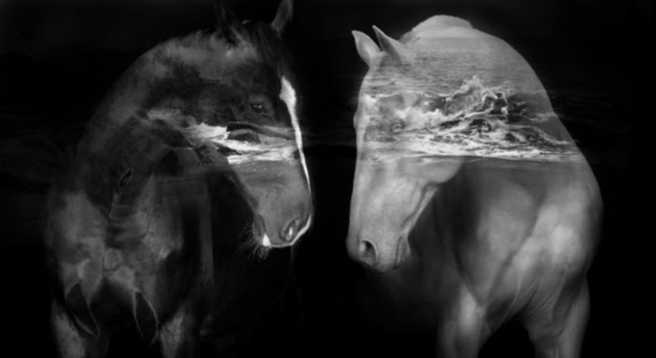 Black Horses (Grafiskt blad) in the group Gallery / Themes / Landscape artwork at NOA Gallery (100103_972)
