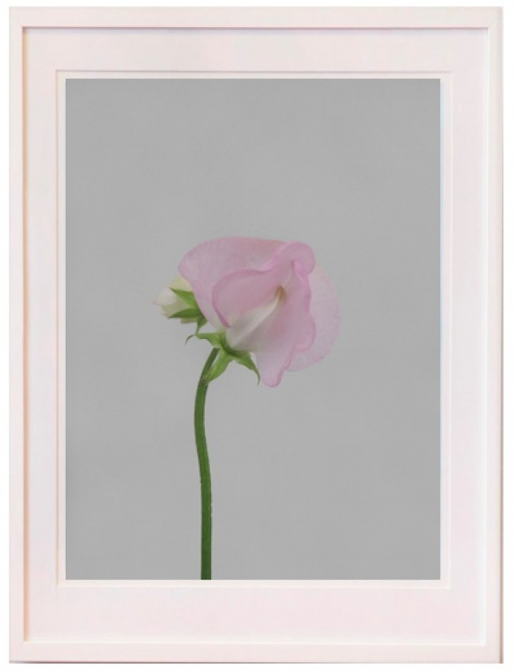 Sweet pea in pink in the group Gallery / Photography / Photo art at NOA Gallery (100167_1913)