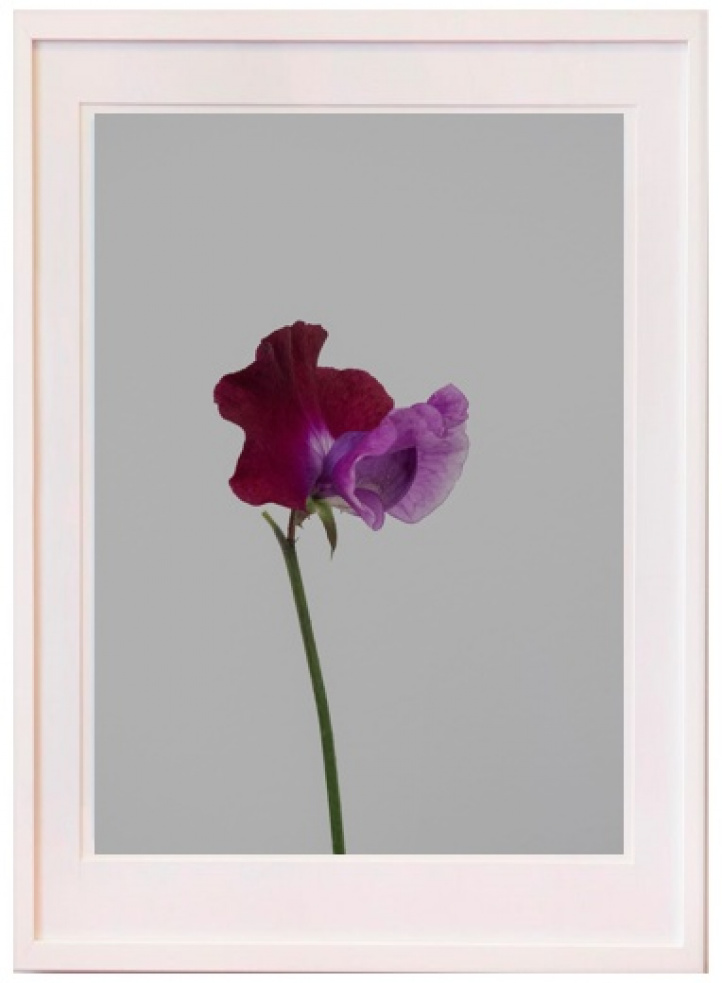 Sweet pea in purple No2 in the group Gallery / Photography / Photo art at NOA Gallery (100167_1915)