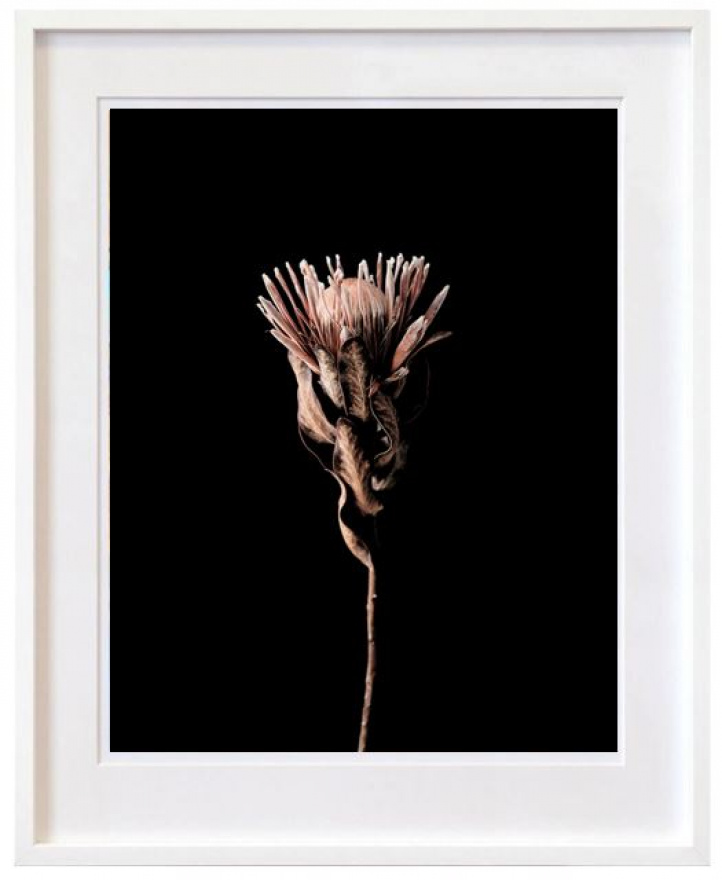 Protea flower in the group All artworks / at NOA Gallery (100167_1)