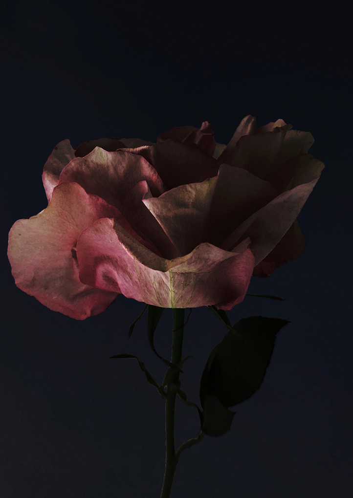 Just Rose in the group Gallery / Photography / Photo art at NOA Gallery (100167_5623)