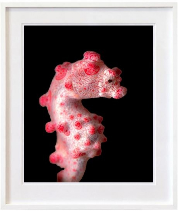Pygmy Seahorse in the group Gallery / Photography / Photo art at NOA Gallery (100186_2206)