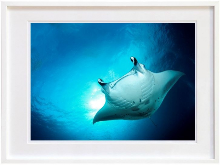 Manta Ray in the group Gallery / Photography / Photo art at NOA Gallery (100186_2211)