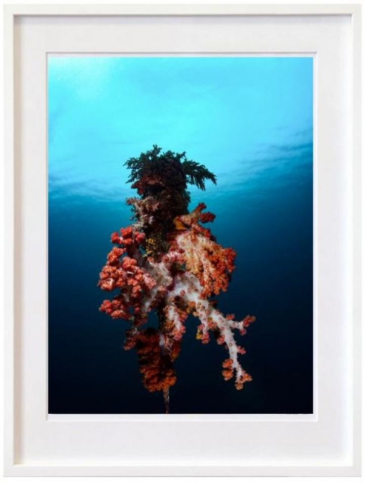 Soft Coral in the group Gallery / Photography / Photo art at NOA Gallery (100186_2212)